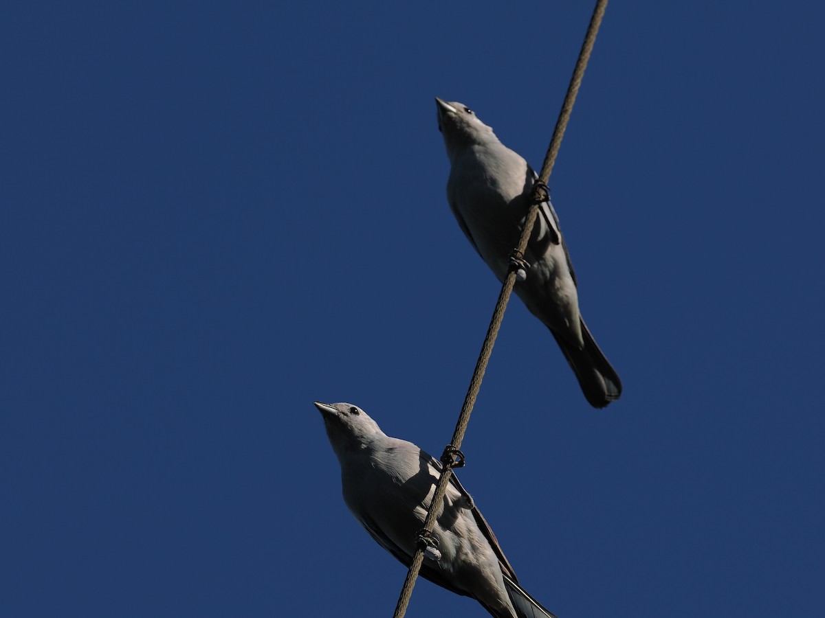 Blue-gray Tanager - ML620504293