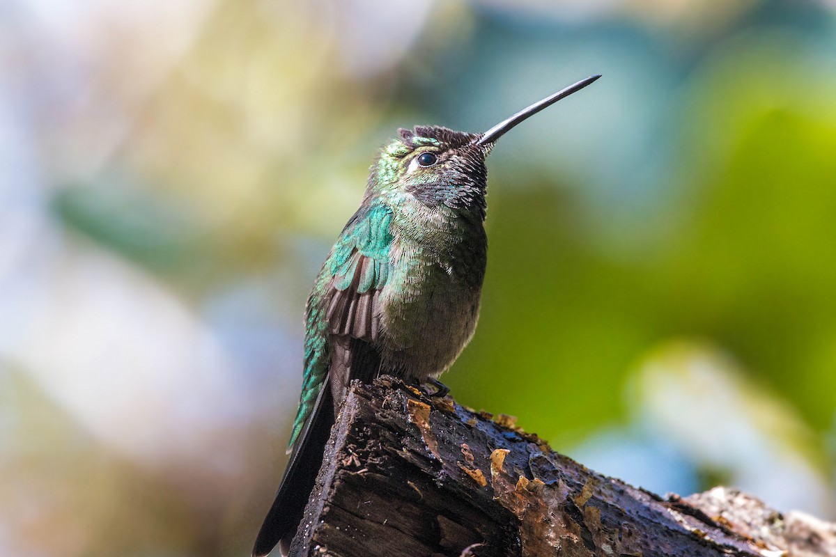 Rivoli's Hummingbird - William Clark