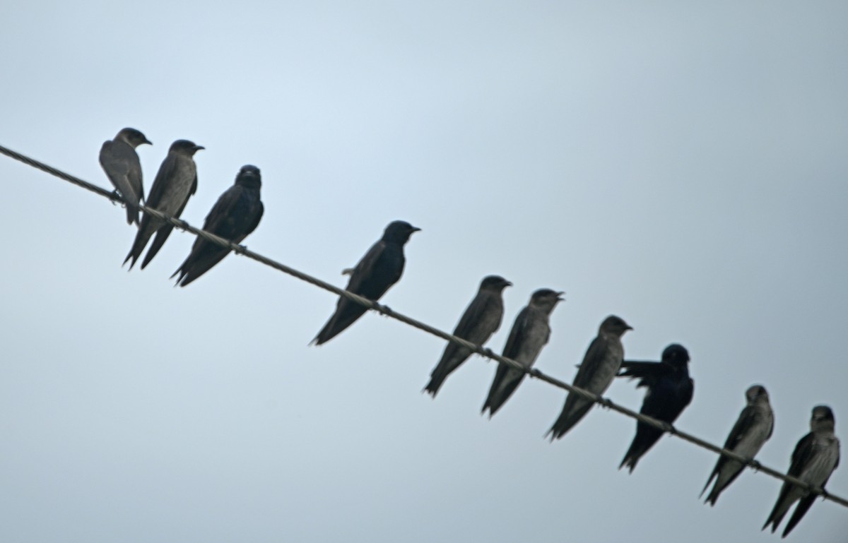 Purple Martin - ML620504301