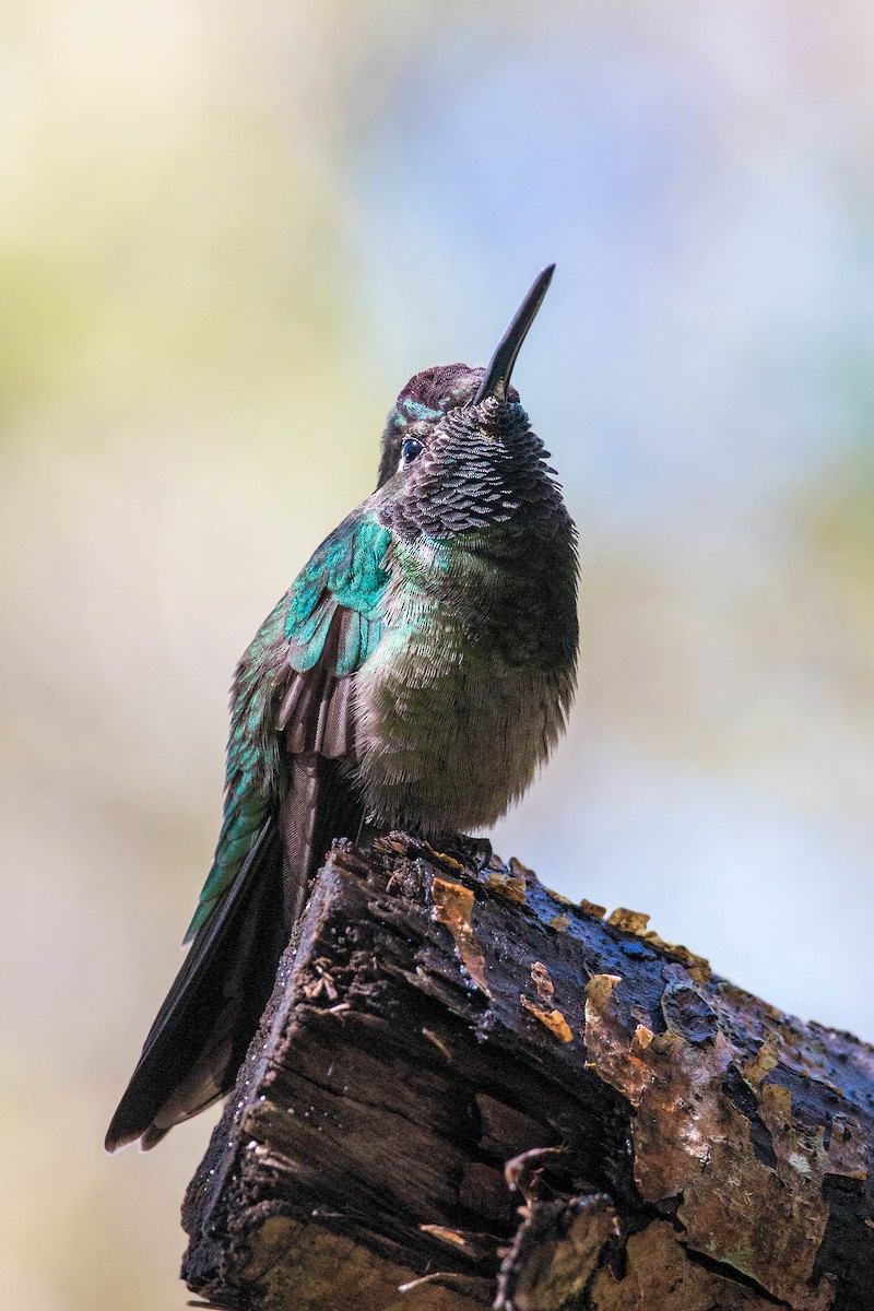 Rivoli's Hummingbird - ML620504302