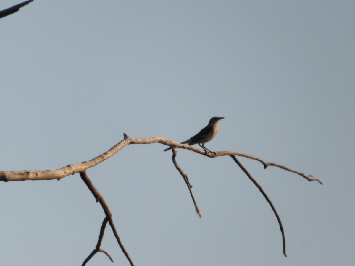 Northern Mockingbird - ML620504305