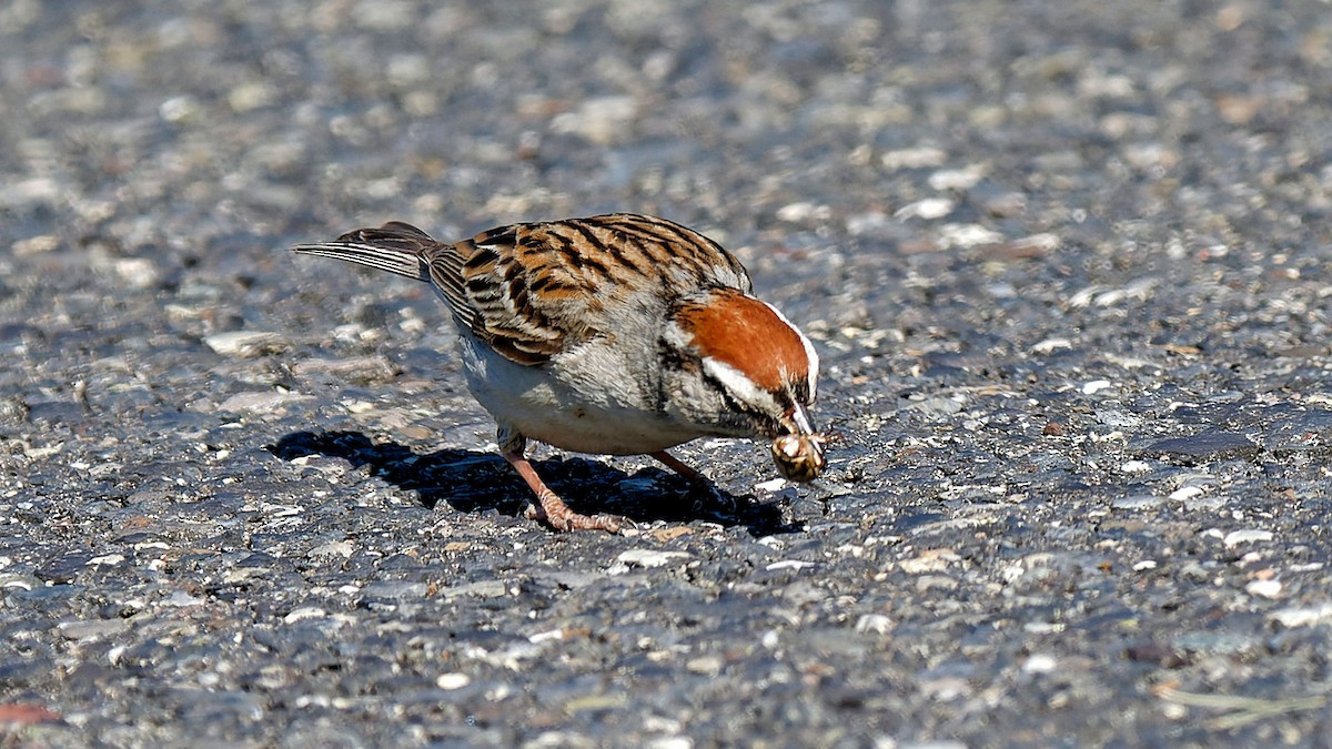 Chipping Sparrow - ML620504307