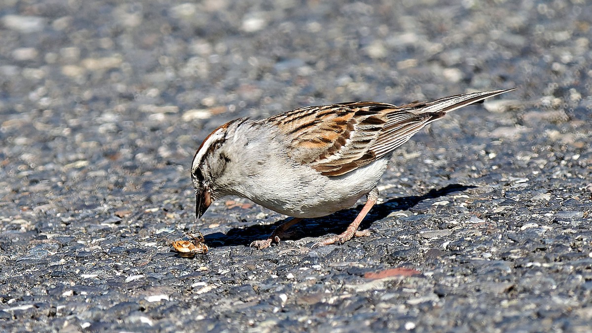 Chipping Sparrow - ML620504308