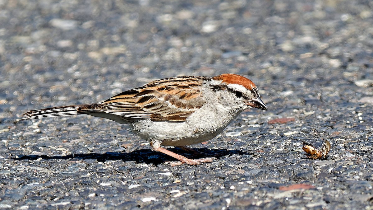 Chipping Sparrow - ML620504309