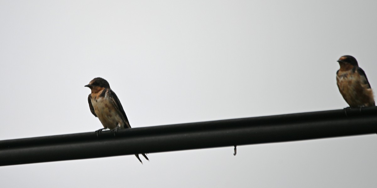 Barn Swallow - ML620504316