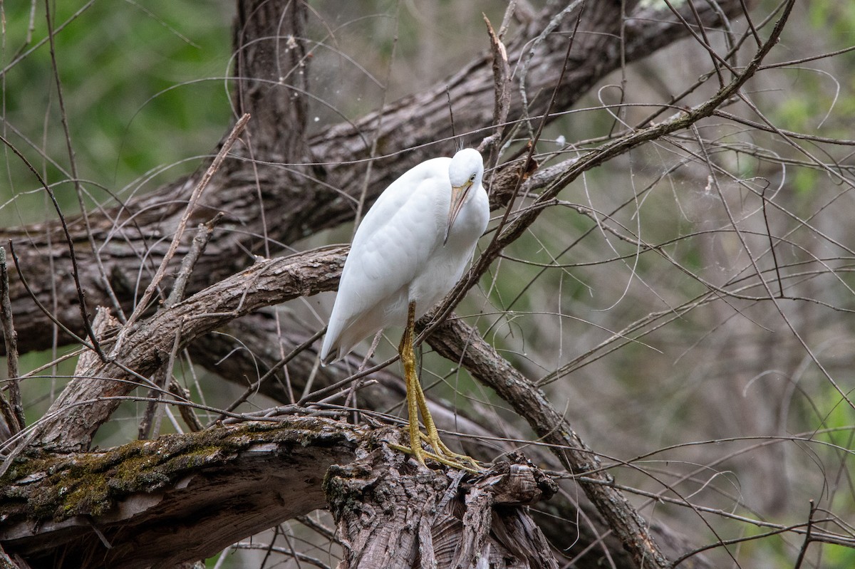 Little Blue Heron - ML620504319