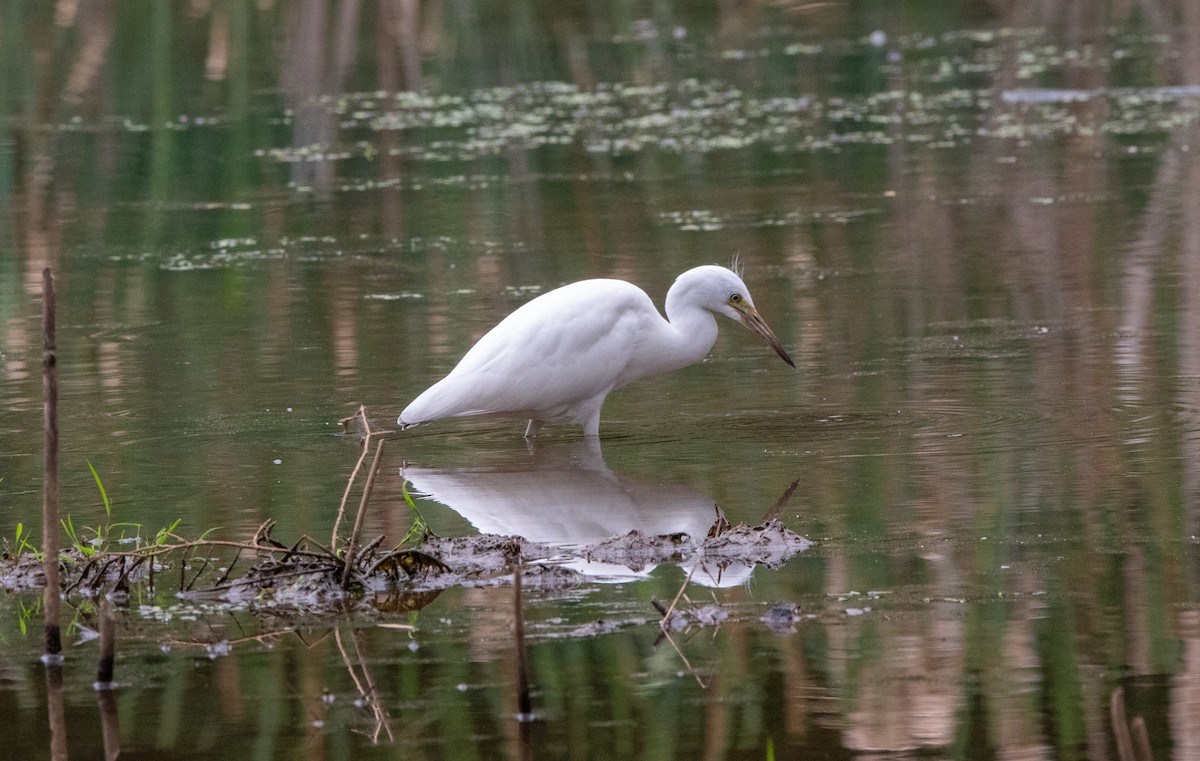 Little Blue Heron - ML620504320