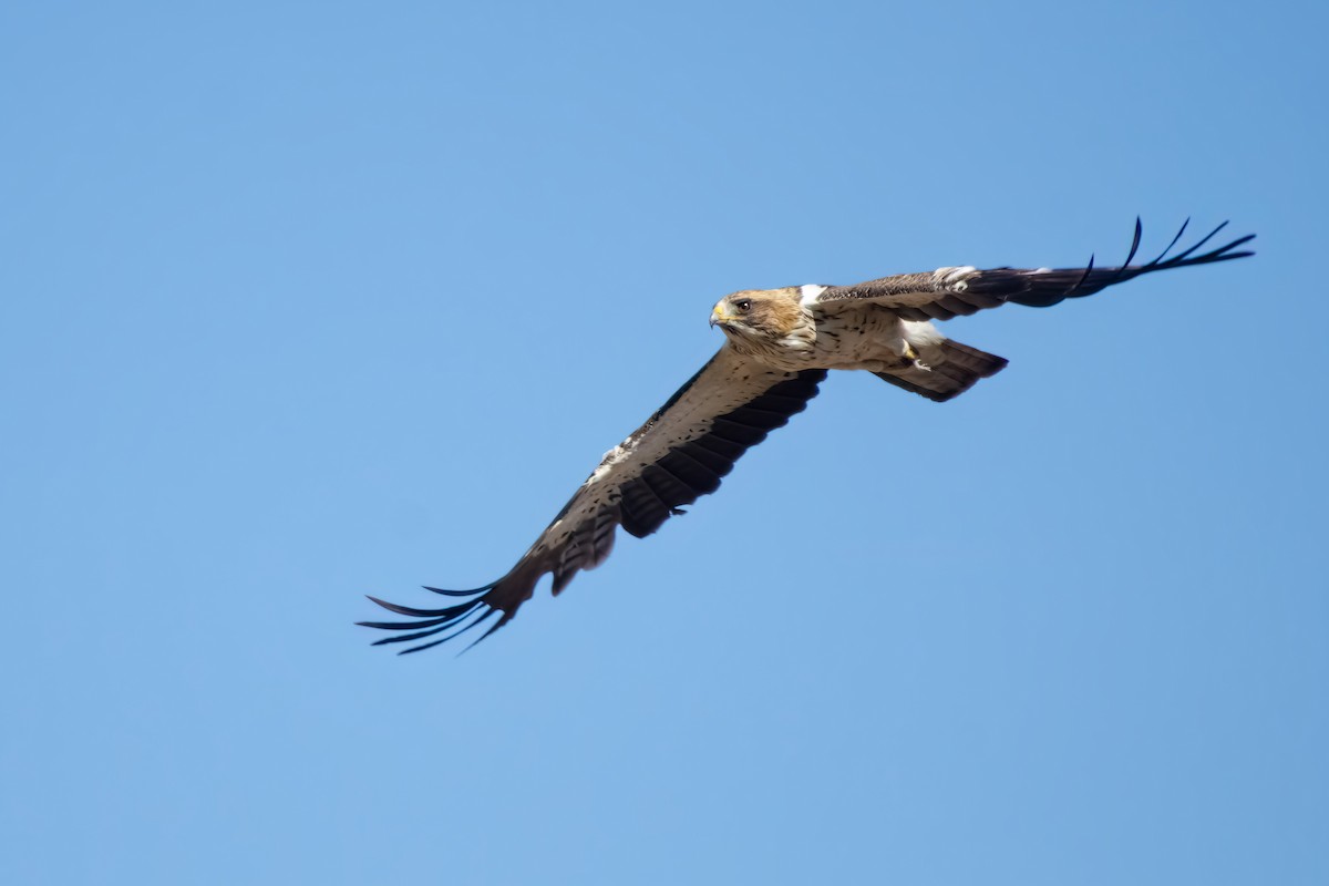 Águila Calzada - ML620504323