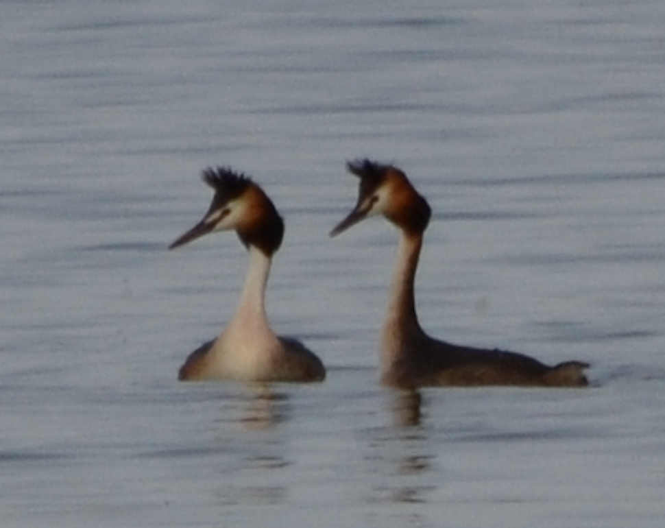 Great Crested Grebe - ML620504324