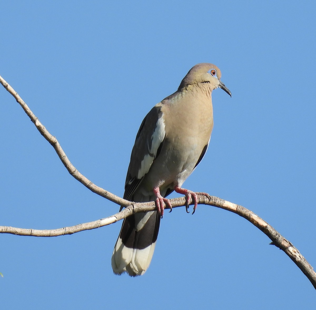 White-winged Dove - ML620504332