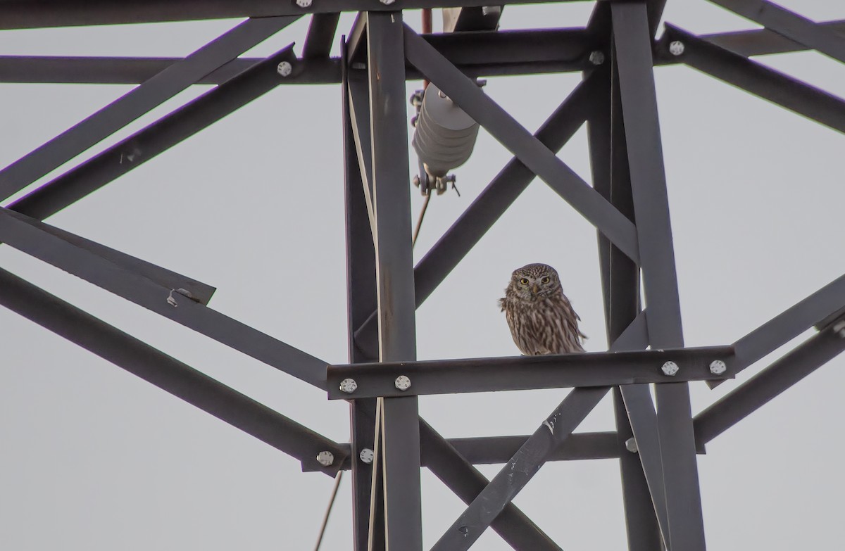 Little Owl - Kubilay Kaplan