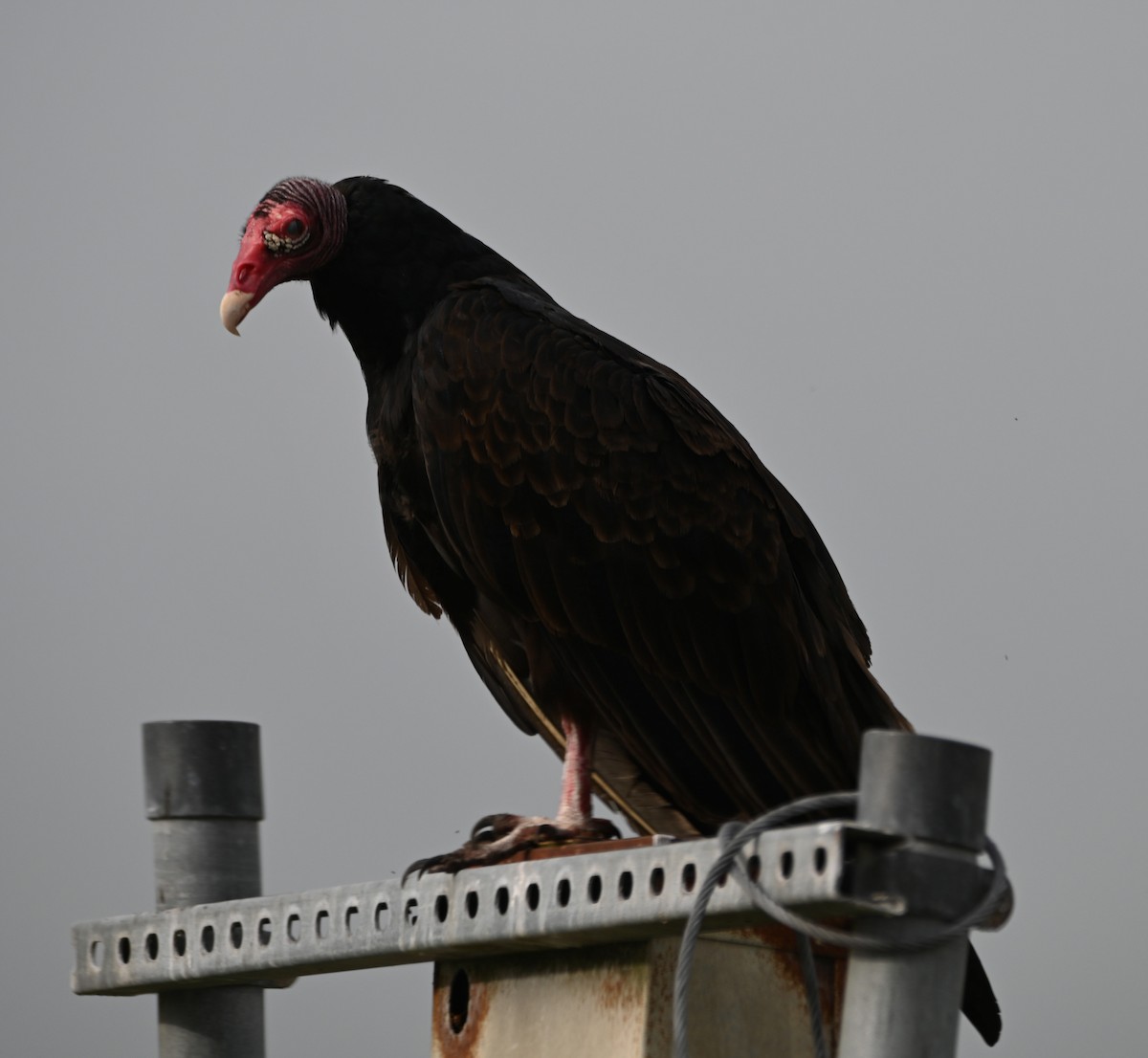 Turkey Vulture - Paula Gatrell