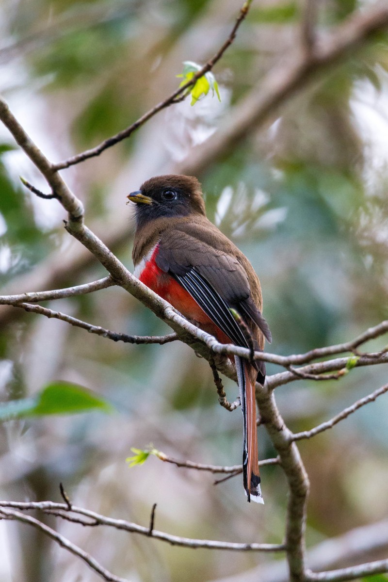 Bronzetrogon - ML620504339