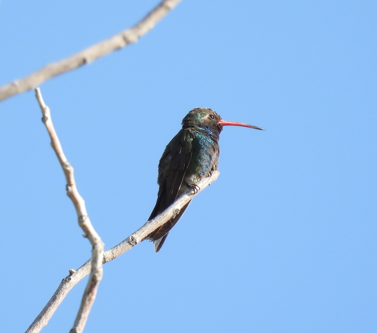 Broad-billed Hummingbird - ML620504342