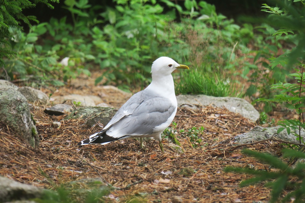 Common Gull - ML620504344