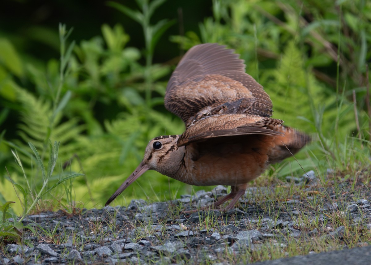 American Woodcock - ML620504346