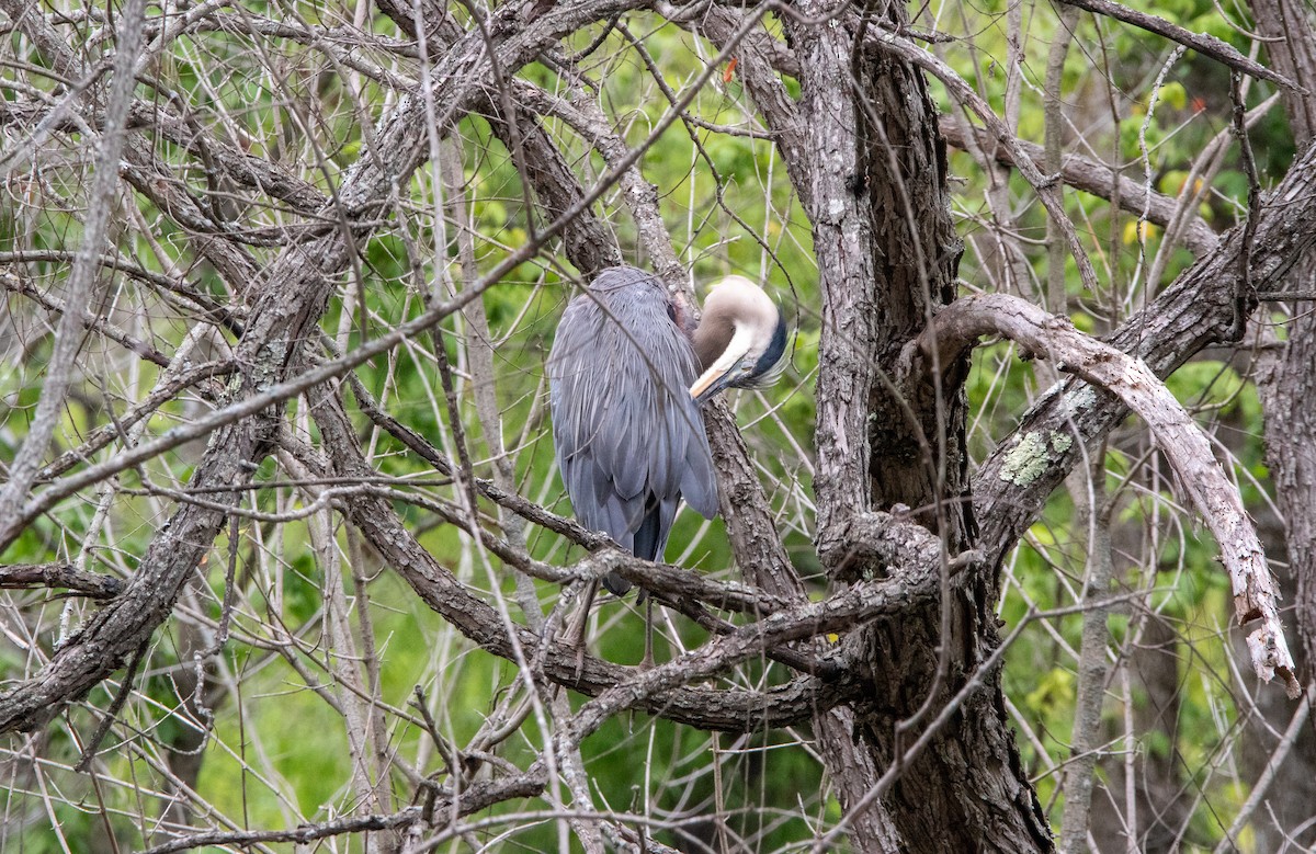 Great Blue Heron - ML620504347