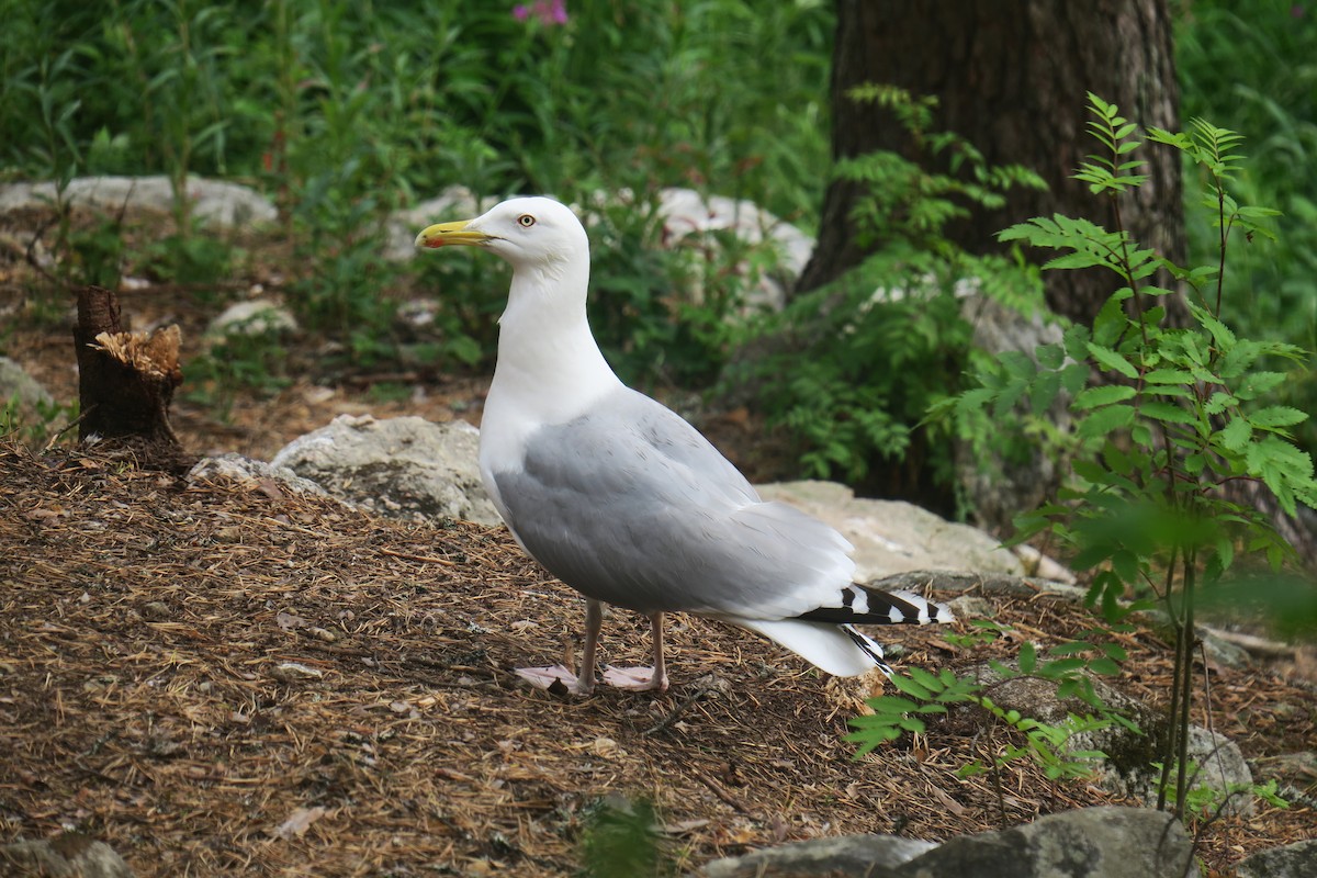 Herring Gull - ML620504348