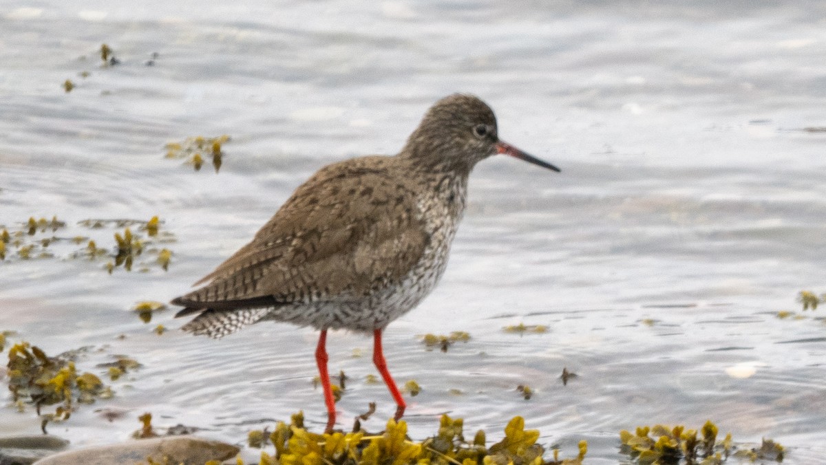 Common Redshank - ML620504349