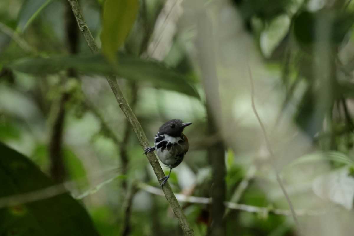 Spotted Antbird - ML620504350