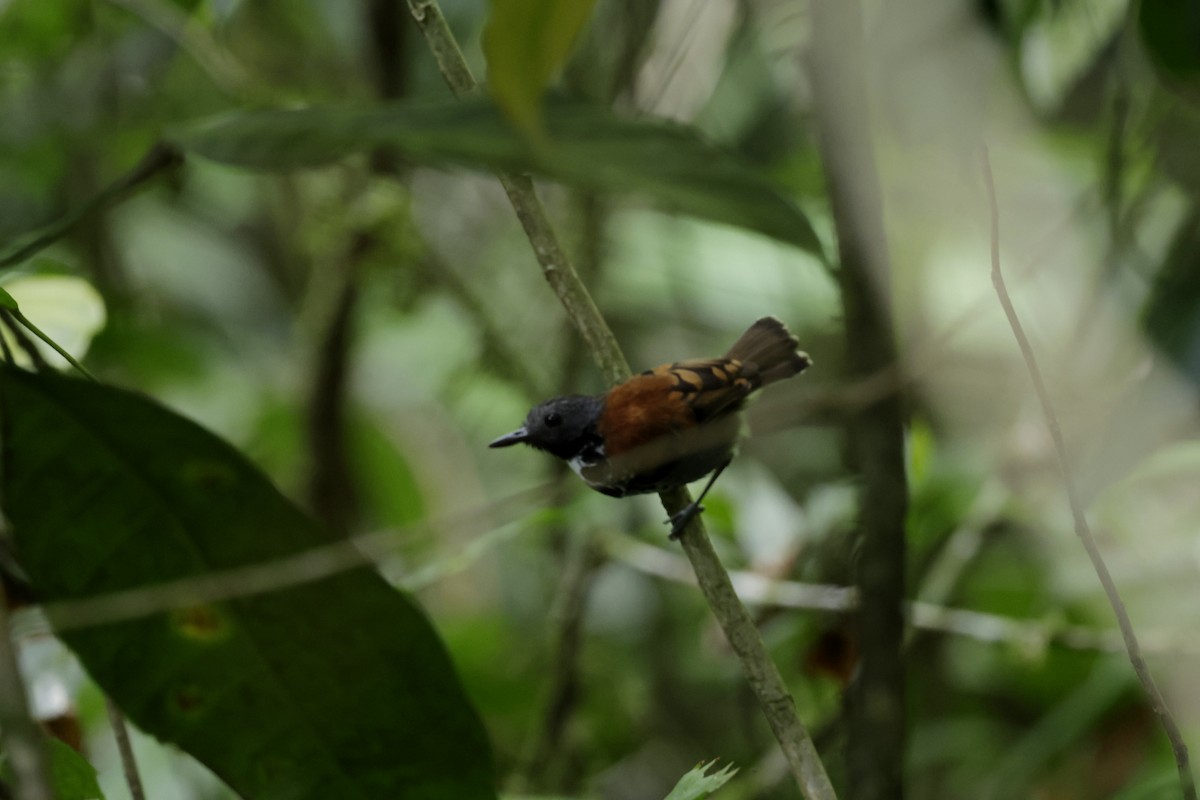 Spotted Antbird - ML620504351