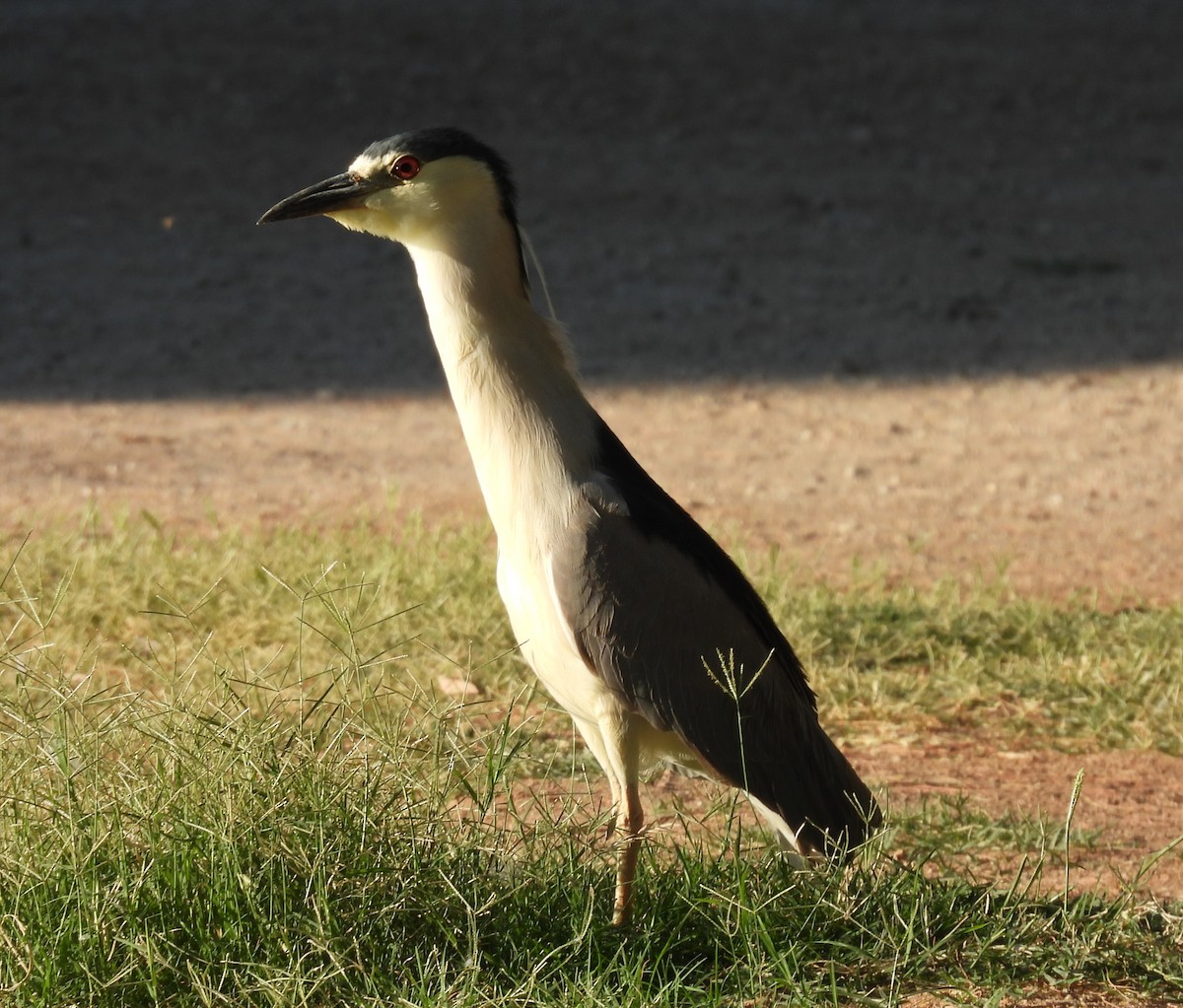 Black-crowned Night Heron - Julie Furgason