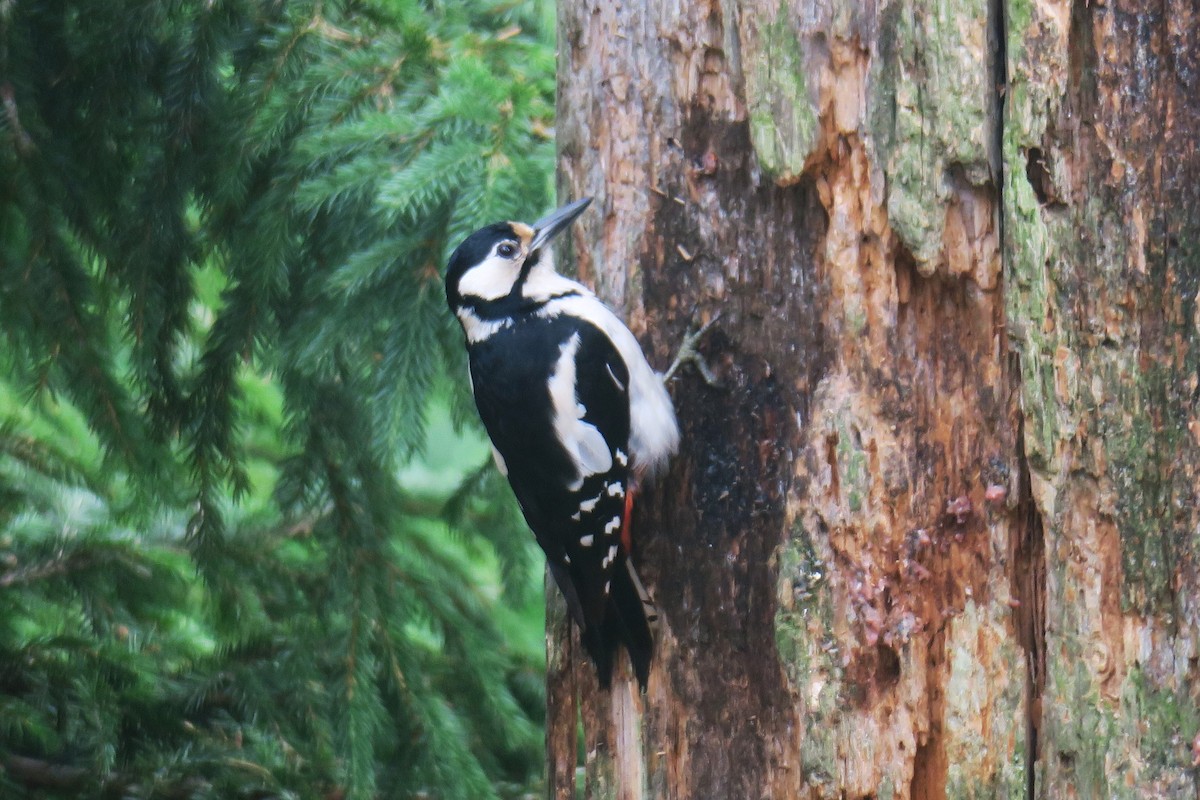 Great Spotted Woodpecker - ML620504358