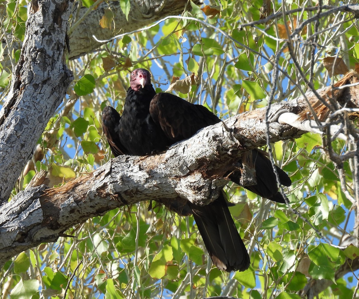 Turkey Vulture - ML620504360