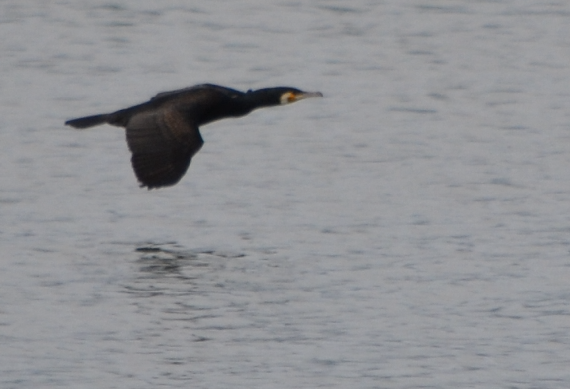 Great Cormorant - ML620504361