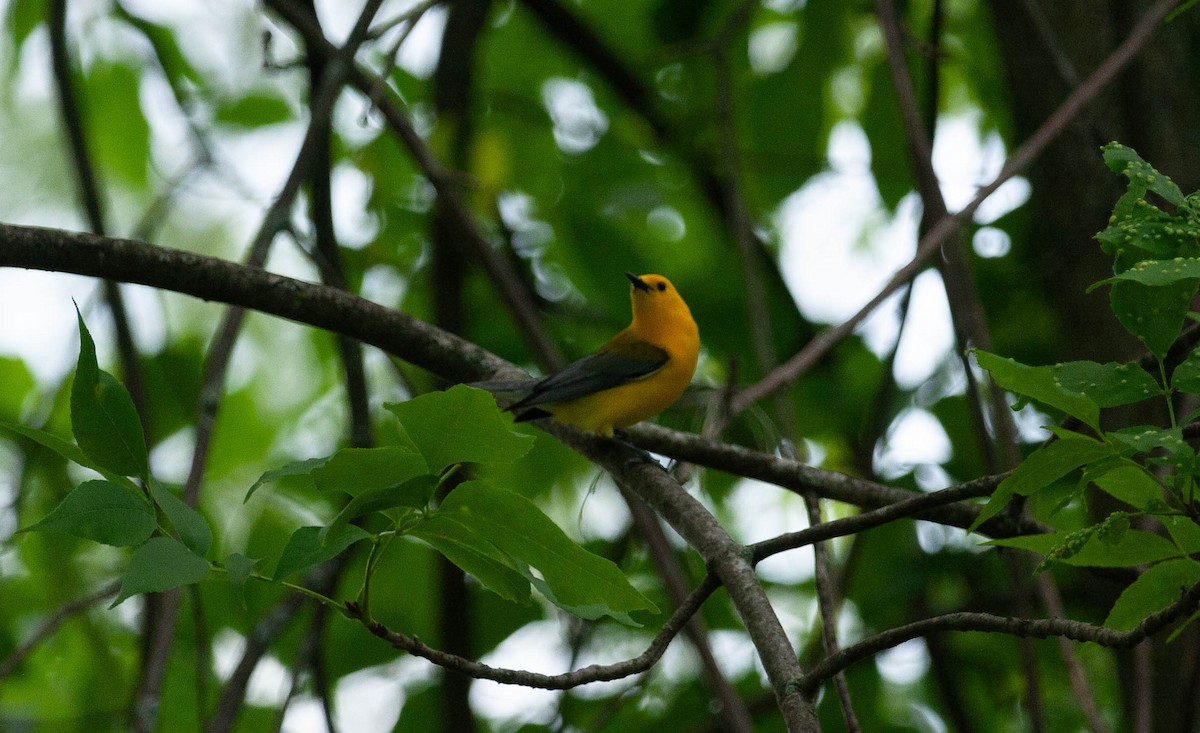 Prothonotary Warbler - ML620504362