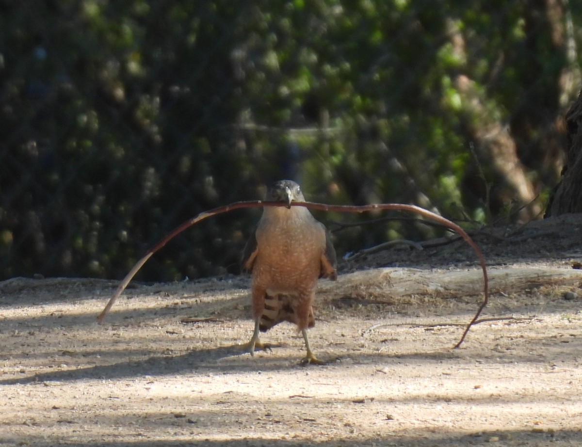 Cooper's Hawk - Julie Furgason