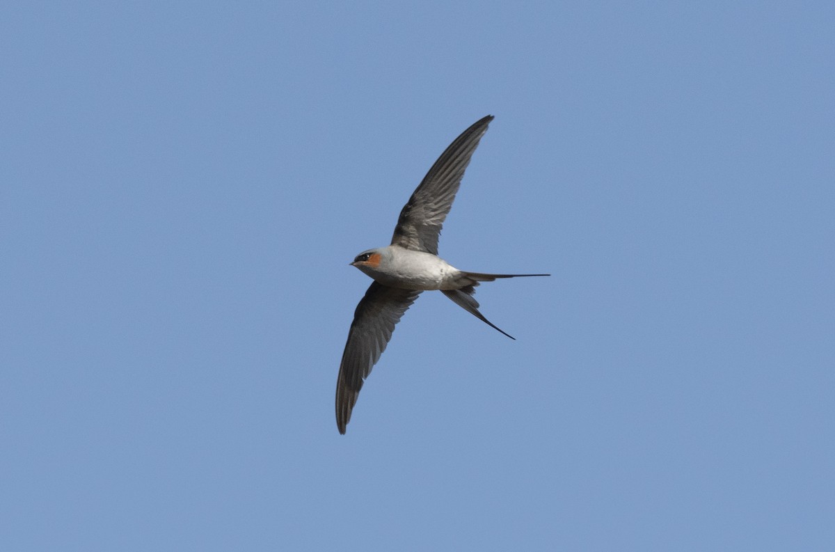 Crested Treeswift - ML620504366