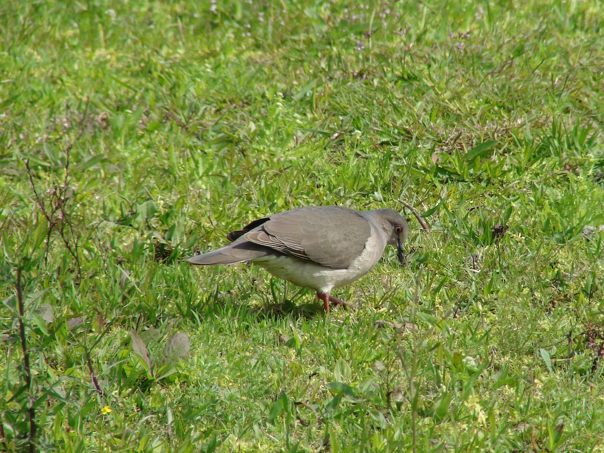 White-tipped Dove - ML620504367