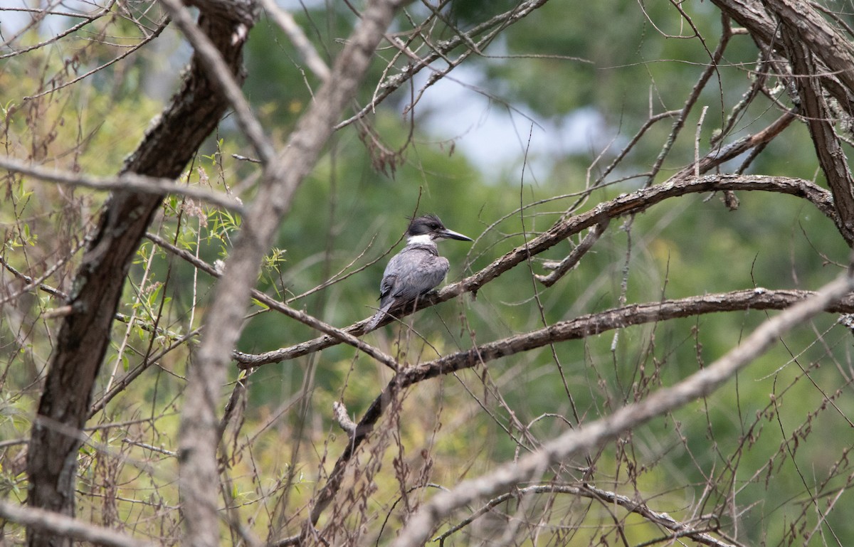 Belted Kingfisher - ML620504373