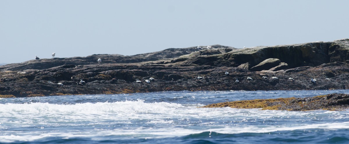 Common Eider - ML620504375