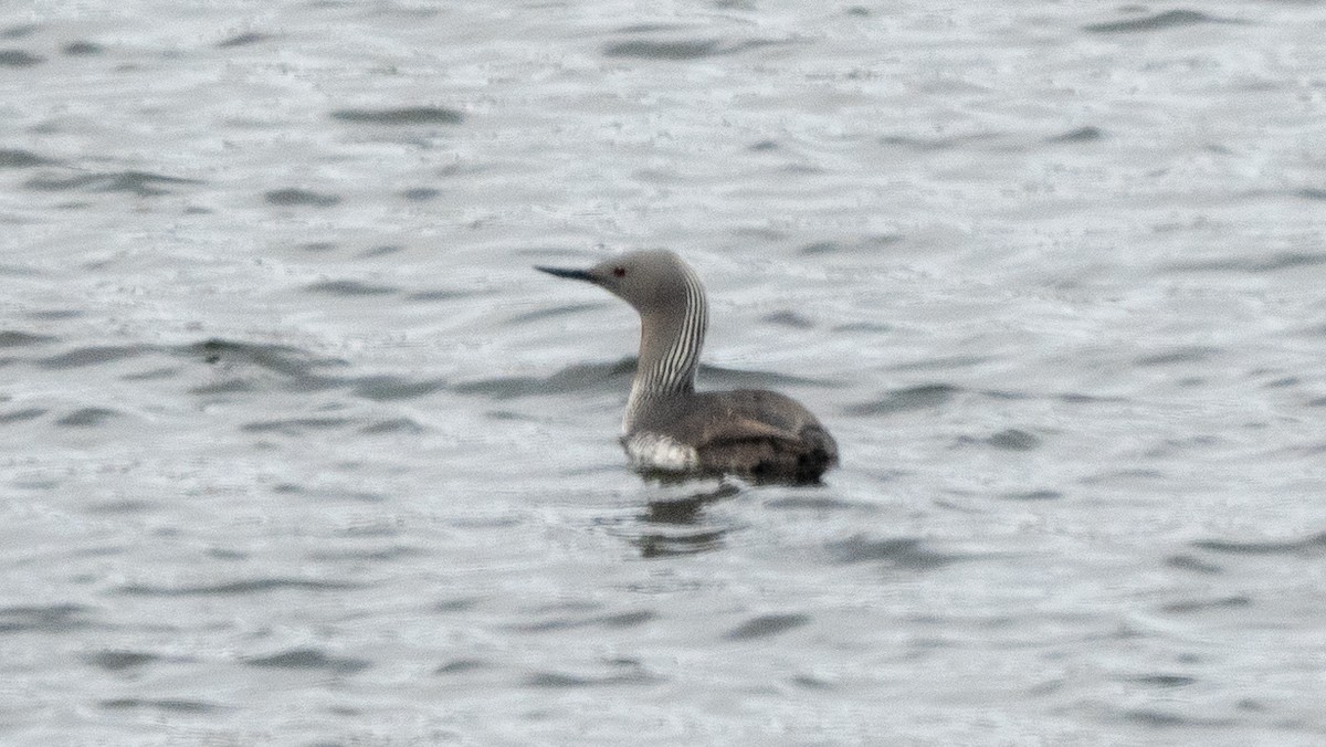 Red-throated Loon - ML620504376