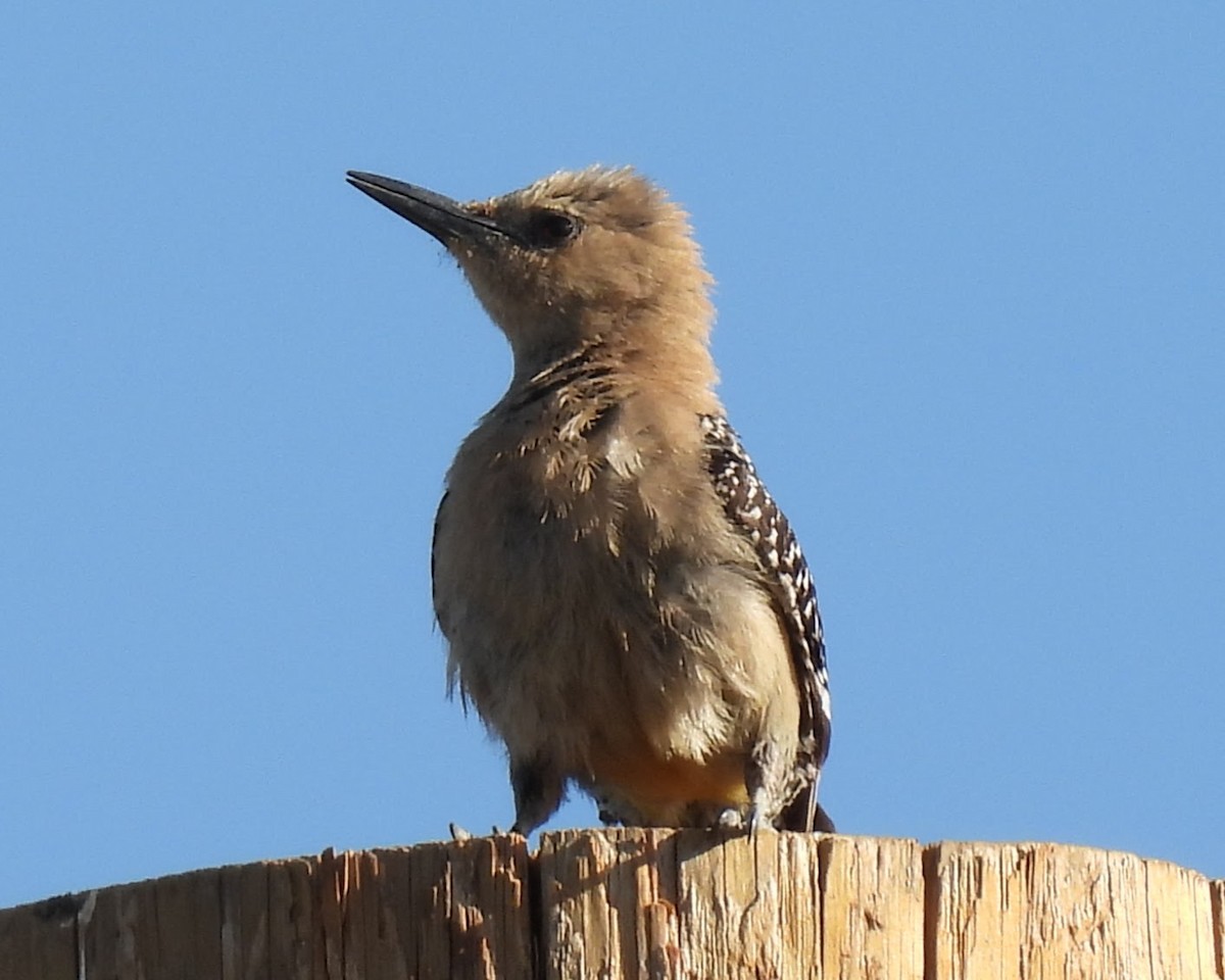 Gila Woodpecker - ML620504377