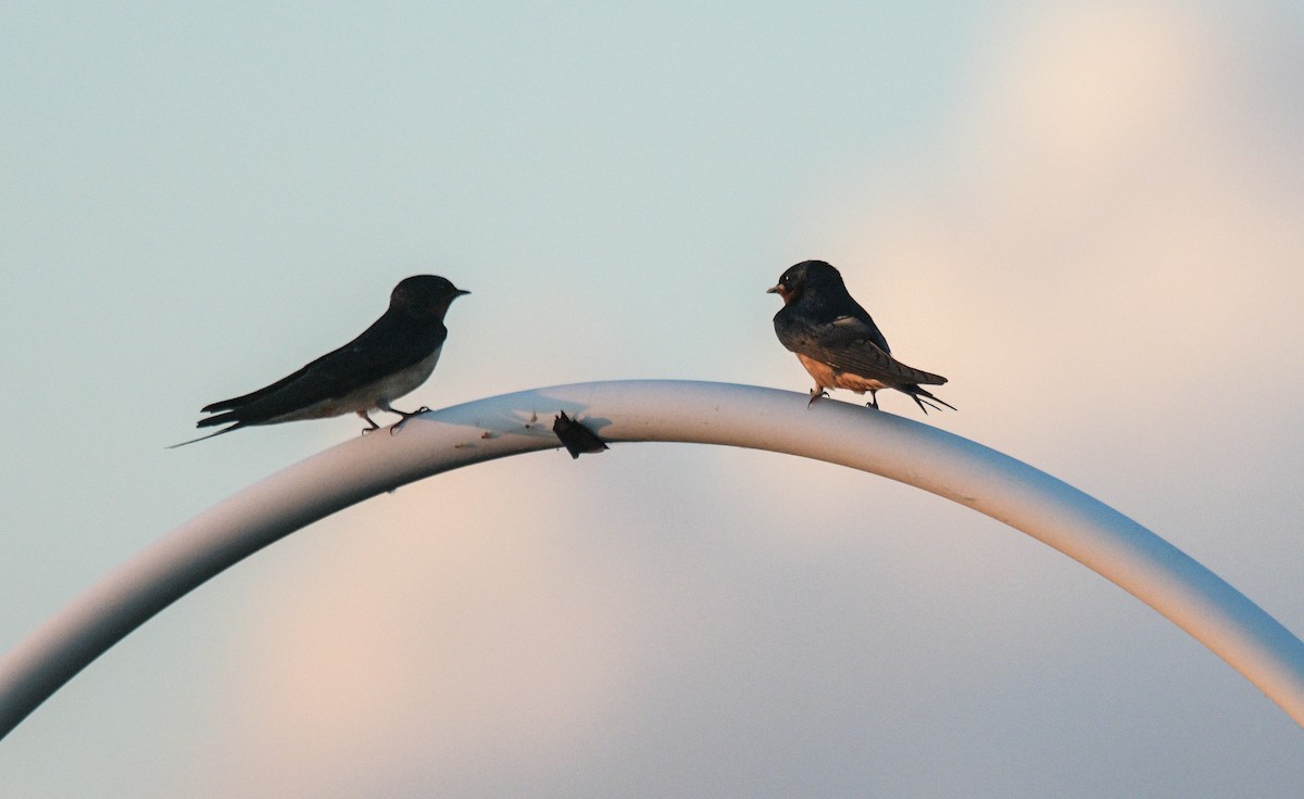 Barn Swallow - ML620504380