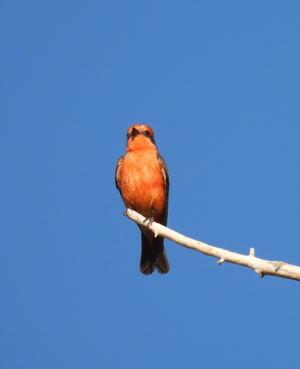 Vermilion Flycatcher - ML620504382