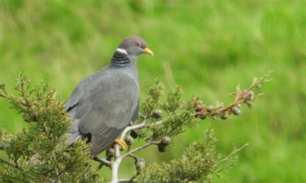 Band-tailed Pigeon - ML620504385