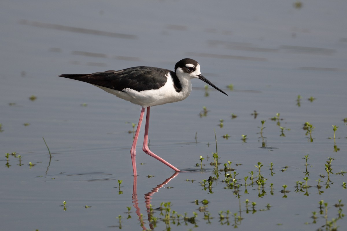 Black-necked Stilt - ML620504387