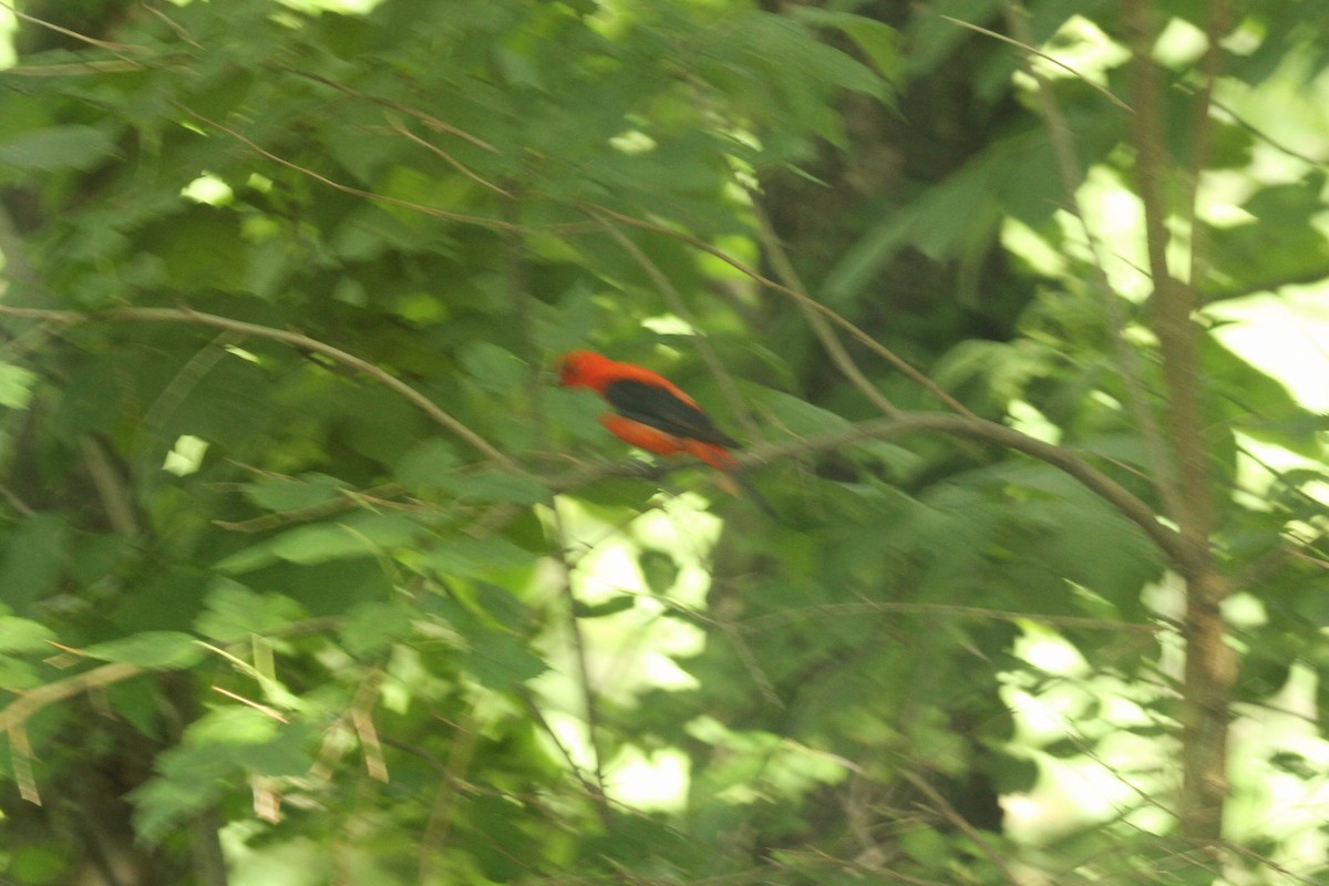 Scarlet Tanager - ML620504390