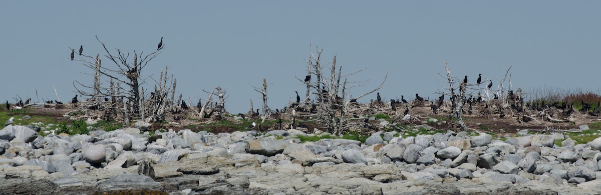 Double-crested Cormorant - ML620504392