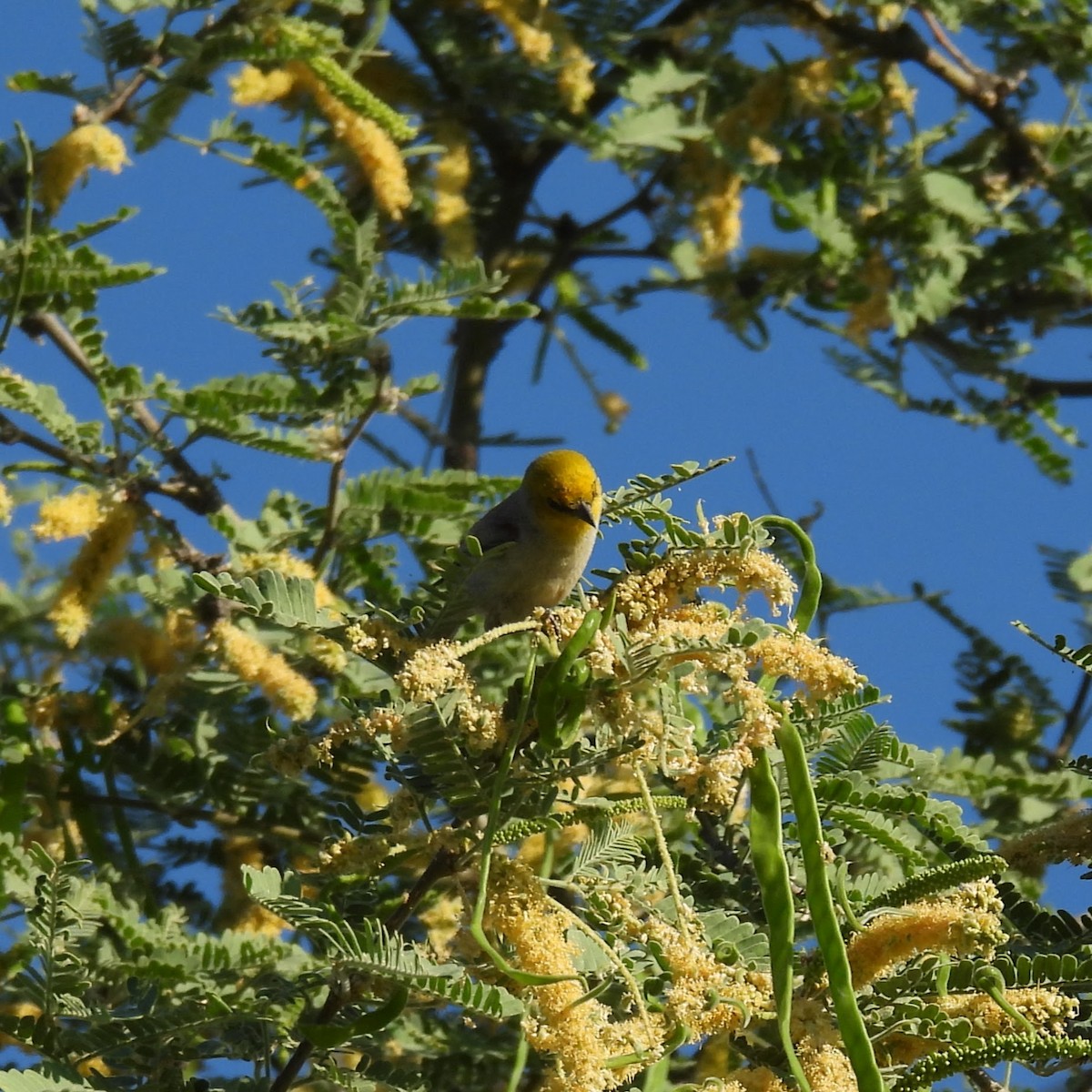 Verdin - ML620504395