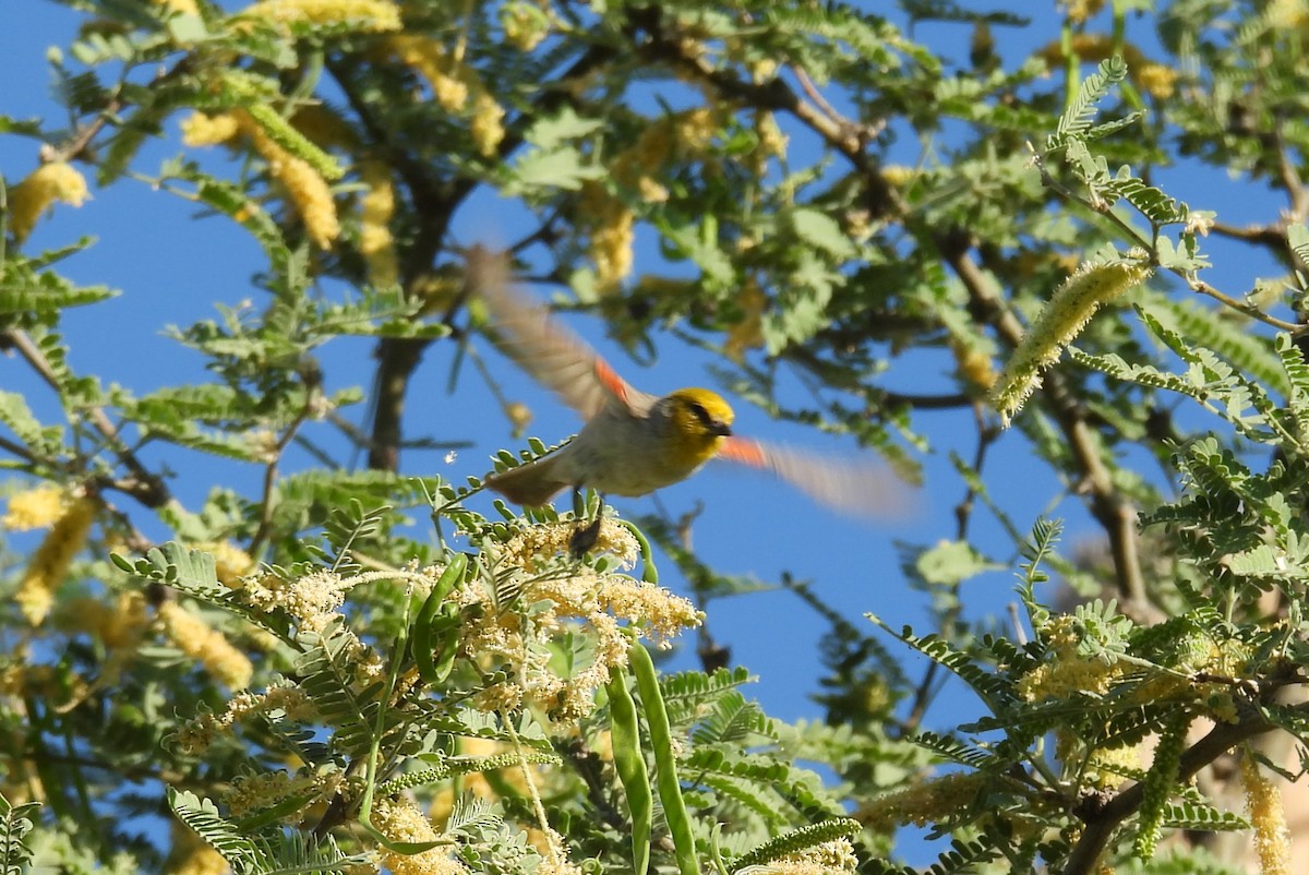 Pájaro Moscón Baloncito - ML620504396