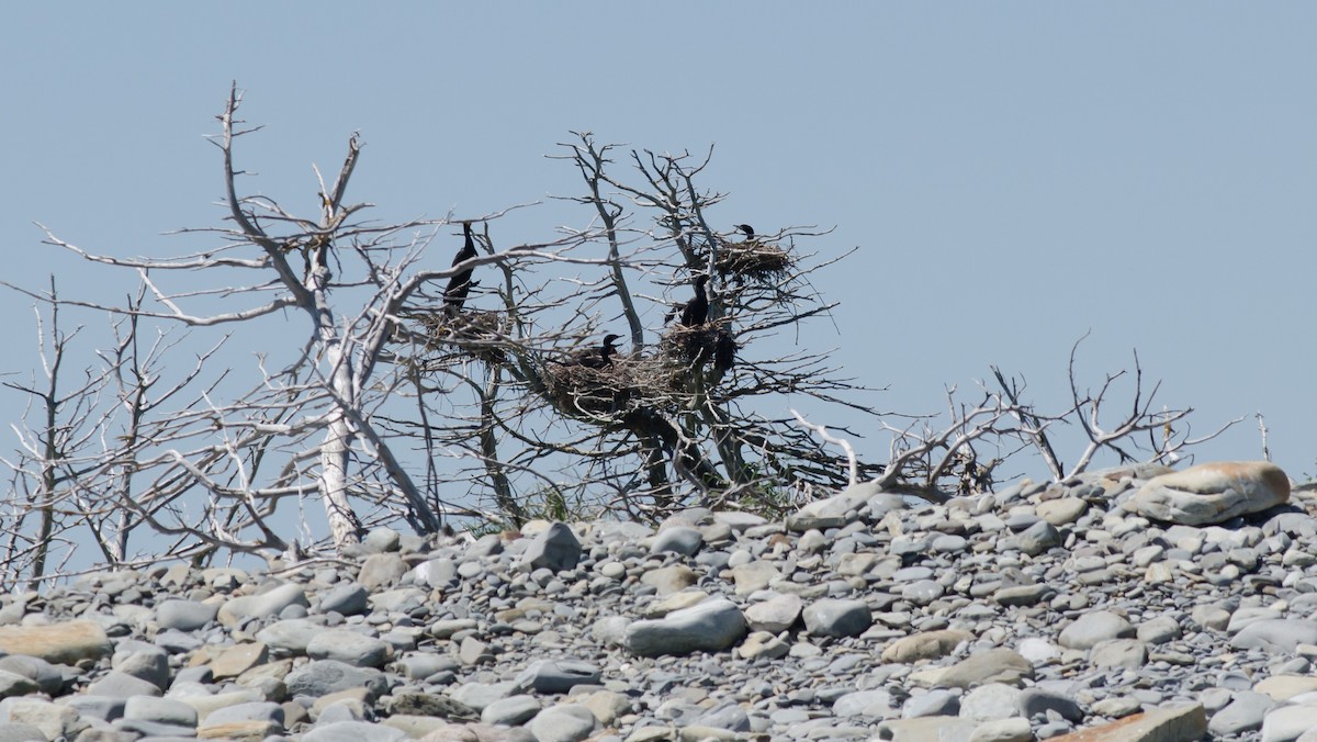 Double-crested Cormorant - ML620504398