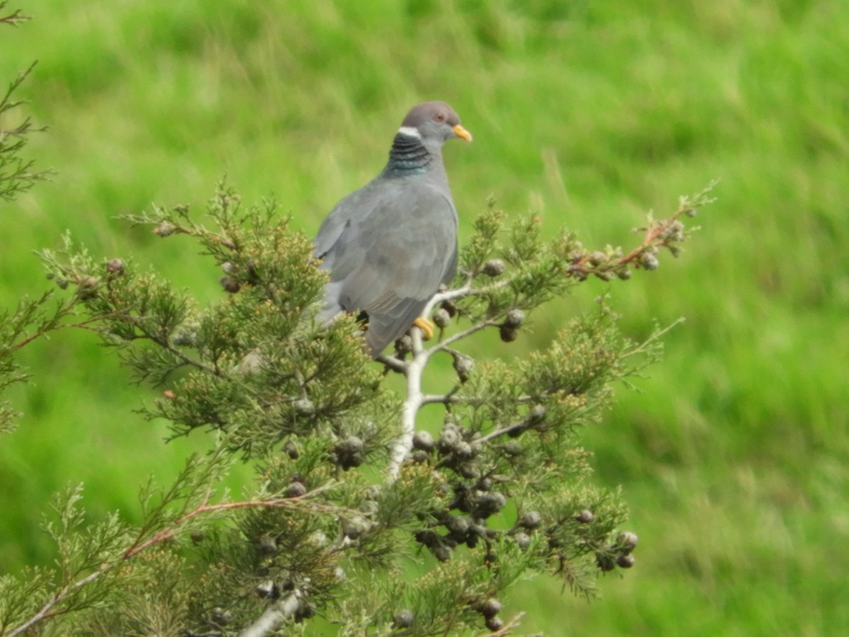 Band-tailed Pigeon - ML620504399