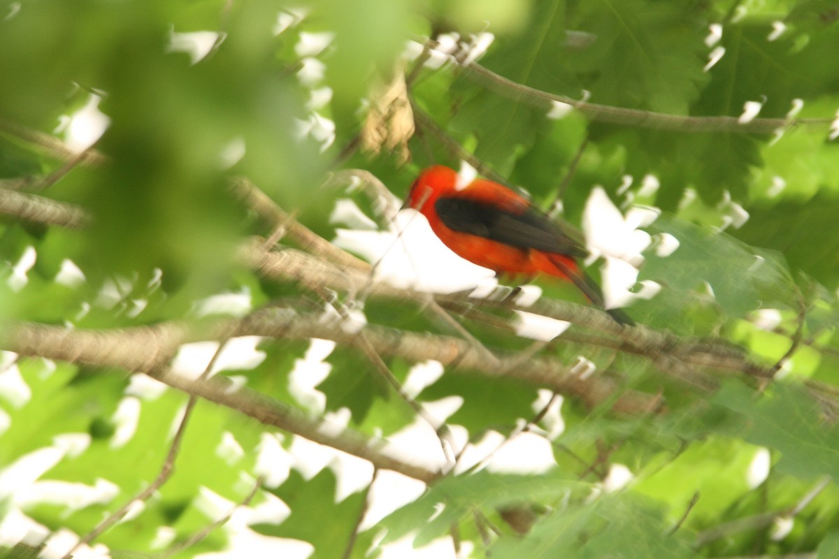 Scarlet Tanager - ML620504400