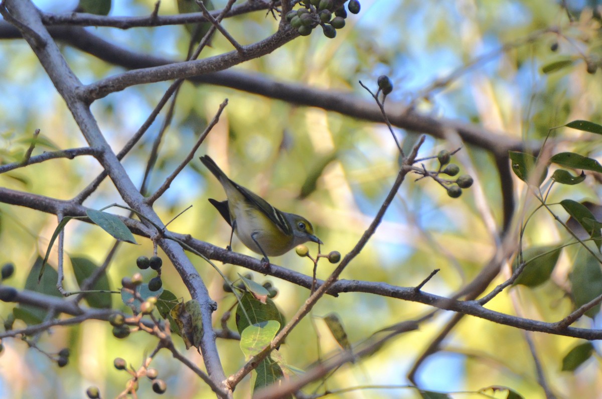 Ak Gözlü Vireo - ML620504403