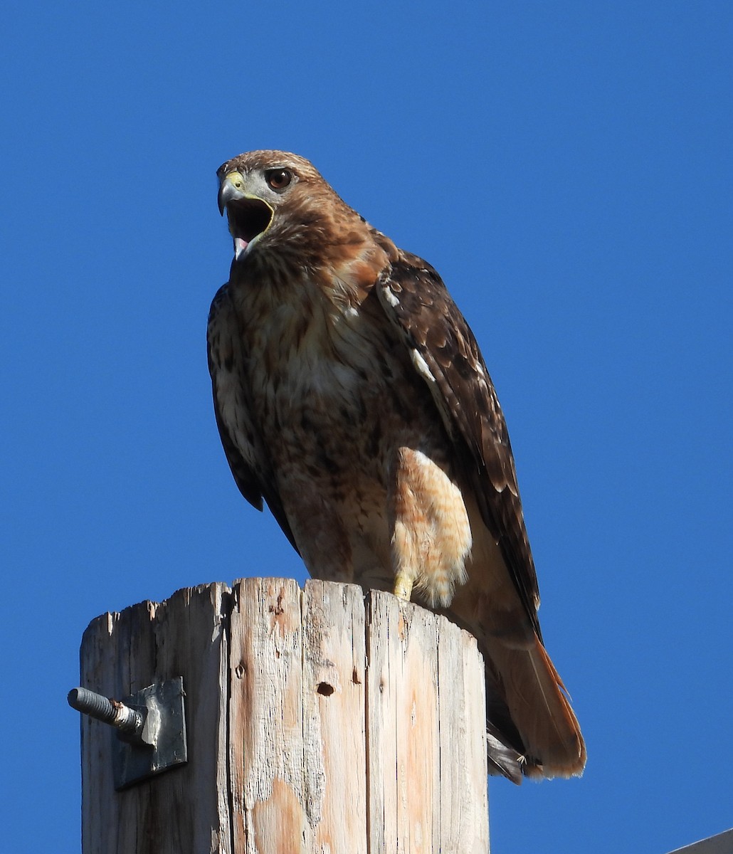 Red-tailed Hawk - ML620504406